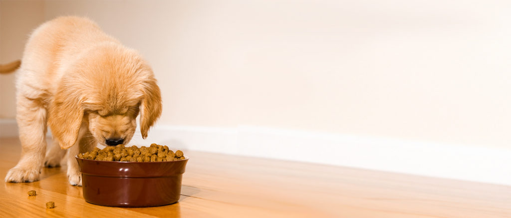 Healthy Diet For Your Puppies