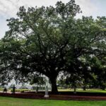 Tree Crown Reduction