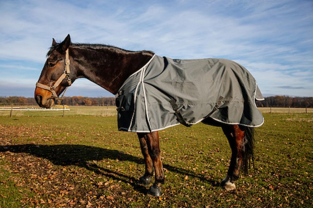 What Do Horses Wear When They Are Not Racing?