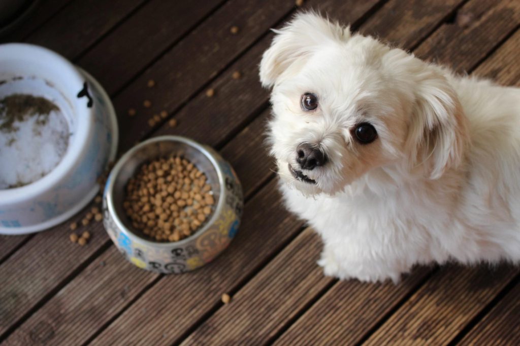 Maximizing Benefits Of Online Dog Food