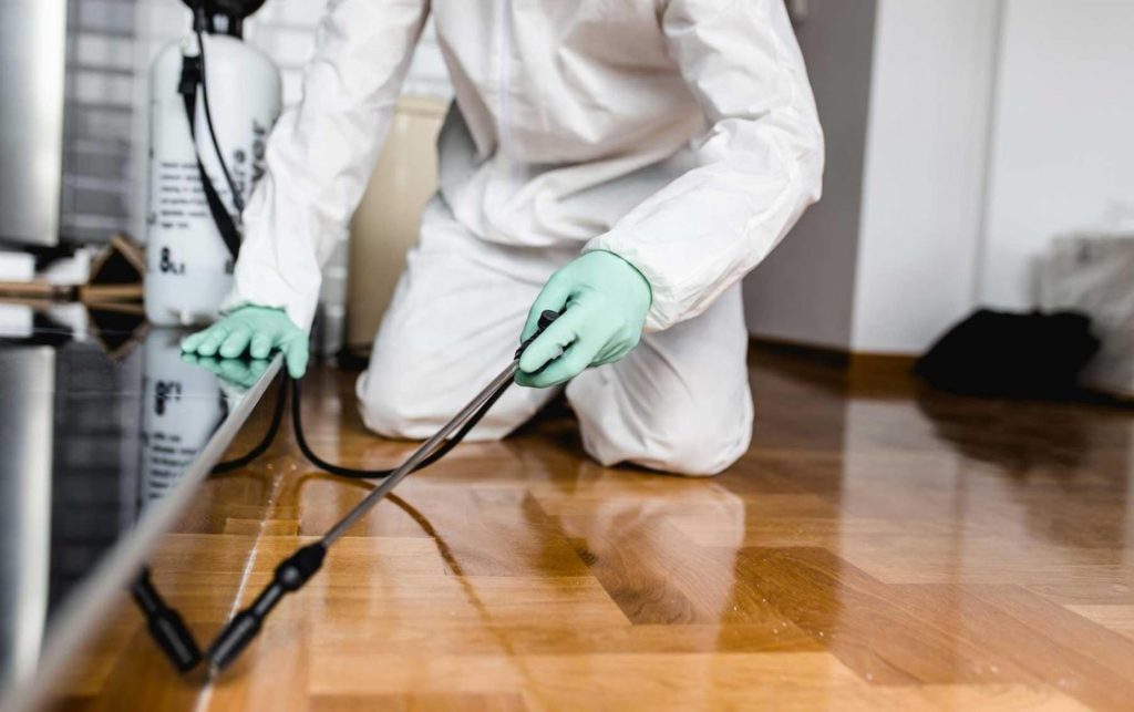 When to Call for Pest Control Expert? Find Out Here!