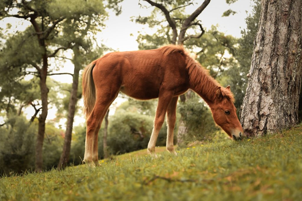 What Have Horses Been Fed Throughout Recent History?